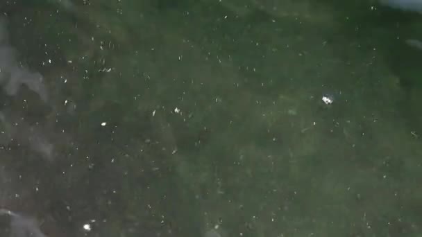 品种五颜六色的观赏性小鱼 在灰尘颗粒浮水中游泳 — 图库视频影像
