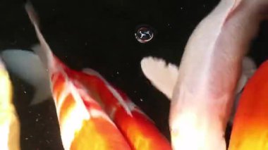Çeşitli renkli süs Koi sazan balığı, Cyprinus carpio, su kayan toz parçacık içinde yüzmek. Nefes almak için su yüzeyine gelen balık.