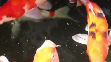 Çeşitli renkli süs Koi sazan balığı, Cyprinus carpio, su kayan toz parçacık içinde yüzmek. Nefes almak için su yüzeyine gelen balık.