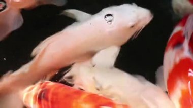Çeşitli renkli süs Koi sazan balığı, Cyprinus carpio, su kayan toz parçacık içinde yüzmek. Nefes almak için su yüzeyine gelen balık.