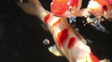 Çeşitli renkli süs Koi sazan balığı, Cyprinus carpio, su kayan toz parçacık içinde yüzmek. Nefes almak için su yüzeyine gelen balık.