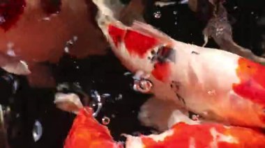 Çeşitli renkli süs Koi sazan balığı, Cyprinus carpio, su kayan toz parçacık içinde yüzmek. Nefes almak için su yüzeyine gelen balık.