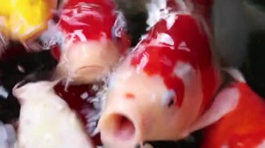 Çeşitli renkli süs Koi sazan balığı, Cyprinus carpio, yakından görmek su kayan toz parçacık içinde yüzmek. Nefes almak için su yüzeyine gelen balık.