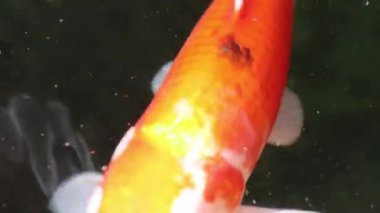 Çeşitli renkli süs Koi sazan balığı, Cyprinus carpio, yakından görmek su kayan toz parçacık içinde yüzmek. Nefes almak için su yüzeyine gelen balık.