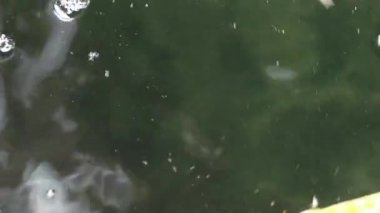 Çeşitli renkli süs Koi sazan balığı, Cyprinus carpio, su toz parçacık yüzen içinde yeşil yüzmek görmek