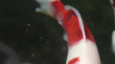 Çeşitli renkli süs Koi sazan balığı, Cyprinus carpio, su toz parçacık yüzen içinde yeşil yüzmek görmek