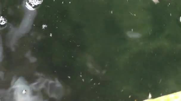 Nahaufnahme Der Vielfalt Bunte Zierkoi Karpfenfische Cyprinus Carpio Schwimmen Staubpartikeln — Stockvideo