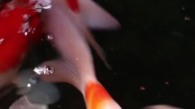 Çeşitli renkli süs Koi sazan balığı, Cyprinus carpio, su toz parçacık yüzen içinde yeşil yüzmek görmek