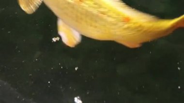 Çeşitli renkli süs Koi sazan balığı, Cyprinus carpio, su toz parçacık yüzen içinde yeşil yüzmek görmek