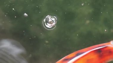 Çeşitli renkli süs Koi sazan balığı, Cyprinus carpio, su toz parçacık yüzen içinde yeşil yüzmek görmek