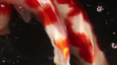 Çeşitli renkli süs Koi sazan balığı, Cyprinus carpio, su toz parçacık yüzen içinde yeşil yüzmek görmek