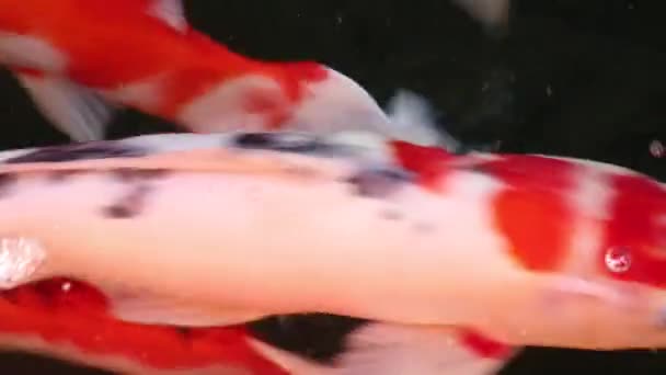 Detailní Pohled Různé Barevné Okrasné Koi Kapry Ryby Cyprinus Carpio — Stock video