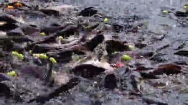 Rekabet ve hayatta kalmak için gıda balık. Renkli aperatif agresif köpekbalığı yayın balığı, yanardöner köpekbalığı, Pangasianodon hypophthalmus büyük miktar için besleme.