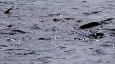 Köpekbalığı yayın balığı, yanardöner köpekbalığı, Pangasianodon hypophthalmus, arama ve gıda için bekleyen çok sayıda. Güneş güzel parlıyor Nehri üzerinde parlak ve su yüzeyi parıldayan oluşturma.