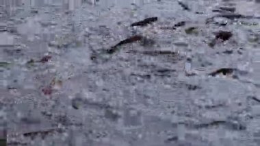 Saldırgan köpek balığı yayın balığı, yanardöner köpekbalığı, Pangasianodon hypophthalmus, arama ve gıda için bekleyen büyük miktarı. Güneş güzel parlıyor Nehri üzerinde parlak ve su yüzeyi parıldayan oluşturma.