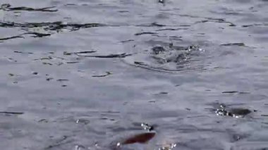 Saldırgan köpek balığı yayın balığı, yanardöner köpekbalığı, Pangasianodon hypophthalmus, arama ve gıda için bekleyen büyük miktarı. Güneş güzel parlıyor Nehri üzerinde parlak ve su yüzeyi parıldayan oluşturma.
