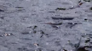 Saldırgan köpek balığı yayın balığı, yanardöner köpekbalığı, Pangasianodon hypophthalmus, arama ve gıda için bekleyen büyük miktarı. Güneş güzel parlıyor Nehri üzerinde parlak ve su yüzeyi parıldayan oluşturma.