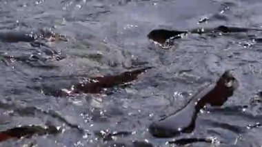 Saldırgan köpek balığı yayın balığı, yanardöner köpekbalığı, Pangasianodon hypophthalmus, arama ve gıda için bekleyen büyük miktarı. Güneş güzel parlıyor Nehri üzerinde parlak ve su yüzeyi parıldayan oluşturma.