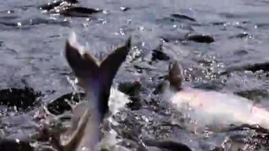 Saldırgan köpek balığı yayın balığı, yanardöner köpekbalığı, Pangasianodon hypophthalmus, arama ve gıda için bekleyen büyük miktarı. Güneş güzel parlıyor Nehri üzerinde parlak ve su yüzeyi parıldayan oluşturma.