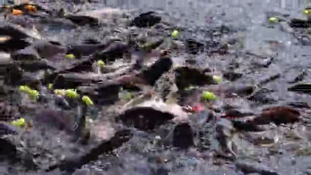 "Fish competition and survival for food". Nourrir une collation colorée à une quantité massive de poisson-chat requin agressif, requin irisé, Pangasianodon hypophthalmus .