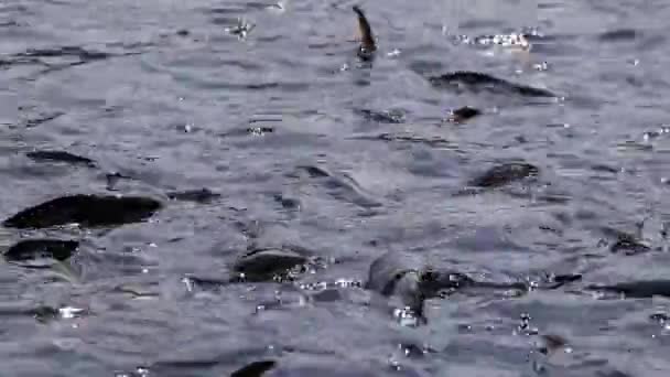Grande Quantidade Bagre Tubarão Tubarão Iridescente Hipoftalmo Pangasianodon Procurando Esperando — Vídeo de Stock