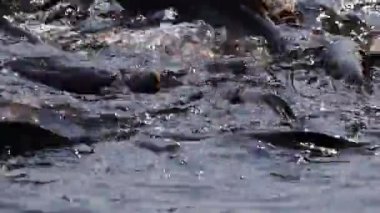 Saldırgan köpek balığı yayın balığı, yanardöner köpekbalığı, Pangasianodon hypophthalmus, arama ve gıda için bekleyen büyük miktarı. Güneş güzel parlıyor Nehri üzerinde parlak ve su yüzeyi parıldayan oluşturma.