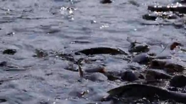 Saldırgan köpek balığı yayın balığı, yanardöner köpekbalığı, Pangasianodon hypophthalmus, arama ve gıda için bekleyen büyük miktarı. Güneş güzel parlıyor Nehri üzerinde parlak ve su yüzeyi parıldayan oluşturma.