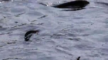 Saldırgan köpek balığı yayın balığı, yanardöner köpekbalığı, Pangasianodon hypophthalmus, arama ve gıda için bekleyen büyük miktarı. Güneş güzel parlıyor dalgalı nehrin üzerinde parlak ve su yüzeyi parıldayan oluşturma.