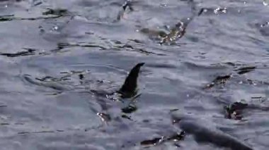 Saldırgan köpek balığı yayın balığı, yanardöner köpekbalığı, Pangasianodon hypophthalmus, arama ve gıda için bekleyen büyük miktarı. Güneş güzel parlıyor Nehri üzerinde parlak ve su yüzeyi parıldayan oluşturma.