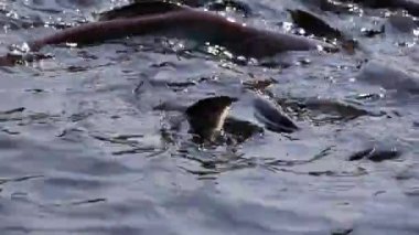 Rekabet ve hayatta kalmak için gıda balık. Saldırgan köpek balığı yayın balığı, yanardöner köpekbalığı, Pangasianodon hypophthalmus besleme.