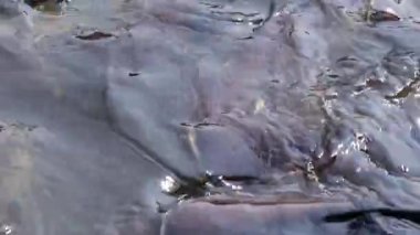 Saldırgan köpek balığı yayın balığı, yanardöner köpekbalığı, Pangasianodon hypophthalmus, arama ve gıda için bekleyen büyük miktarı.