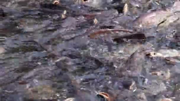 Quantidade Maciça Peixe Gato Tubarão Agressivo Tubarão Iridescente Hipoftalmo Pangasianodon — Vídeo de Stock
