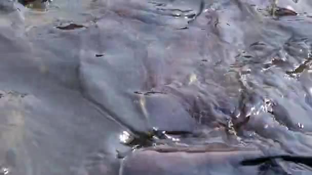 Quantité massive de requin agressif poisson-chat, requin Iridescent, Pangasianodon hypophthalmus, la recherche et en attente pour la nourriture.