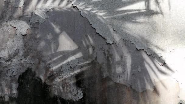 Manila Palm Tree Shadows Reflected Old Concrete Wall Coated Peeled — Stock Video