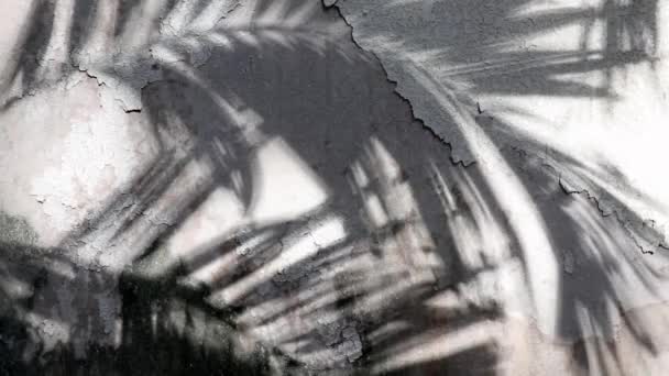 Тени Пальмы Манилы Отражаются Старой Бетонной Стене Покрытой Очищенной Текстурной — стоковое видео
