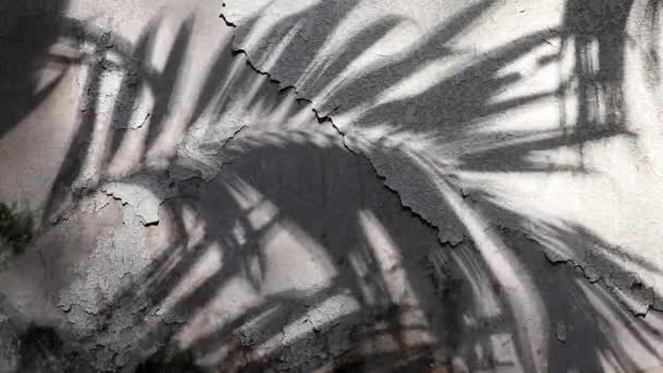 马尼拉棕榈树阴影反射在旧的水泥墙上涂上去皮纹理油漆 — 图库视频影像
