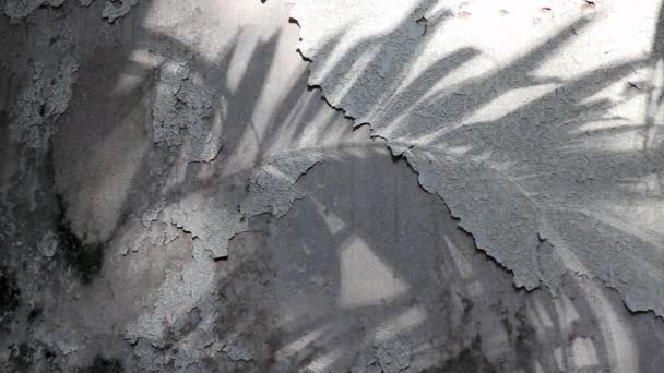 Ombres Palmier Manille Réfléchies Sur Vieux Mur Béton Recouvert Peinture — Video