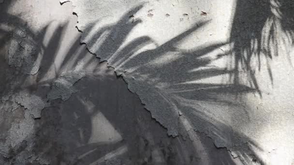 Schatten Der Manila Palme Spiegeln Sich Auf Der Alten Betonwand — Stockvideo