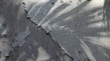 Soyulmuş dokulu boya kaplı eski beton duvara yansıyan manila palmiye ağacı gölgeler