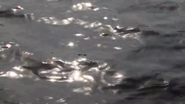 Soft Focused Beautiful Sun Glare Glistening Shimmering Wavy River Surface — Stock Video