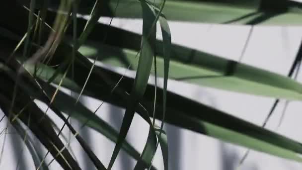 自然界中的抽象美 冬青叶尖在风中摇曳 被称为中国扇形棕榈或喷泉棕榈 — 图库视频影像