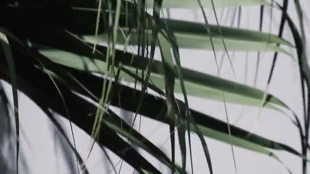 Абстрактная Красота Природе Кончики Двустворчатых Листьев Livistona Chensis Известные Китайская — стоковое видео