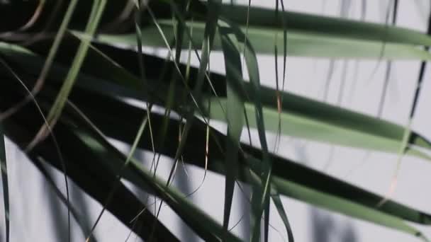 Abstraktní Krása Přírodě Bifid Listy Špiček Livistona Chinensis Známý Jako — Stock video