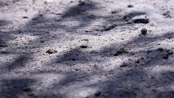 Abstracte Schoonheid Natuur Vissenstaart Palmblad Schaduwen Zwaaien Wind Weerkaatst Grond — Stockvideo