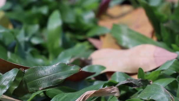 Contraste Entre Vida Muerte Naturaleza Terreno Cubierto Con Hierba Tropical — Vídeo de stock