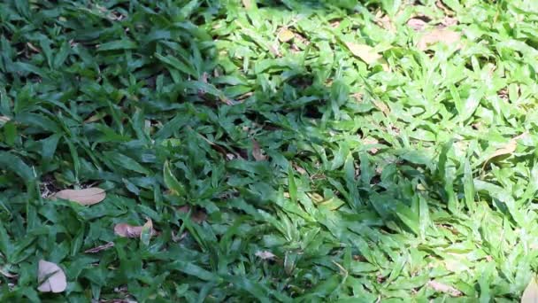 自然の美しさ 低成長熱帯カーペット草で覆われた土地に揺れる木の影の眺め — ストック動画