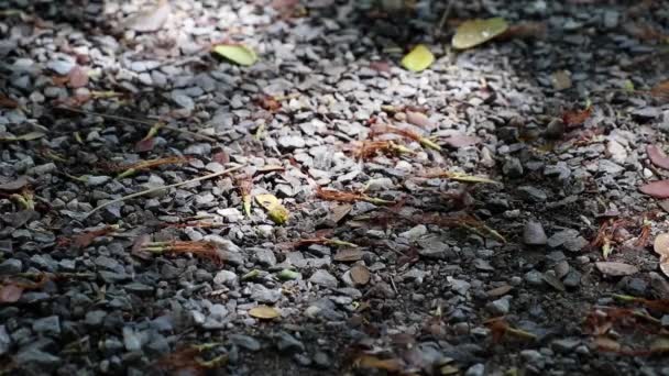 Gefallener Getrockneter Samanea Saman Bekannt Als Regenbaum Blüten Und Blätter — Stockvideo