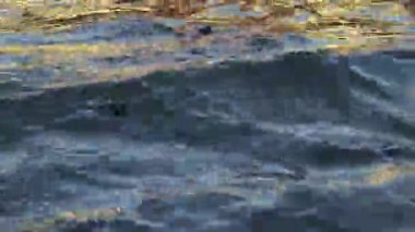 Nehir suyu yüzeyindeki bir evin altın güneş ışığı yansıması güzel dalgalanmalar, doku ve ritmik desenler yaratır. Bazı köpekbalığı balıkları suda yüzer..