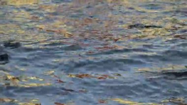 Nehir suyu yüzeyindeki bir evin altın güneş ışığı yansıması güzel dalgalanmalar, doku ve ritmik desenler yaratır. Bazı köpekbalığı balıkları suda yüzer..