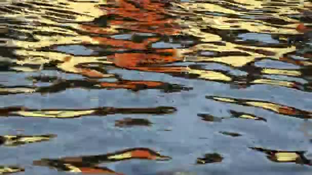 川の水面に家の黄金の太陽の反射は 美しい波紋 テクスチャとリズミカルなパターンを作成します いくつかのサメは水中で泳ぐ — ストック動画